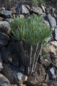 Hier wächst ein kleiner Drachenbaum aus dem Gestein.