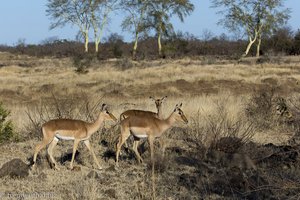 Impala während dem Morgen-Game-Drive am Shingwedzi-Fluss