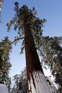 The General Grant Tree