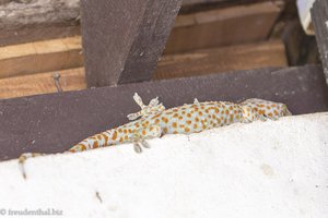 Tokeh - großer Gecko schützt uns vor Ungeziefer in Laos