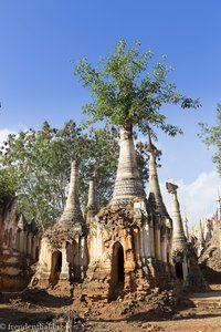 aus manchen Pagoden wachsen Bäume - Shwe Inn Thein-Pagode
