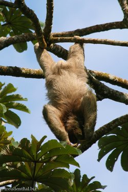 Zwei-Zehen-Faultier im Baum bei La Fortuna