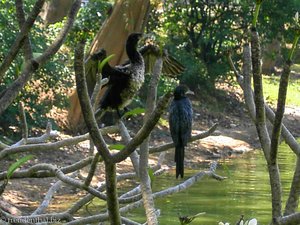 Kormoran beim Kandy-Lake