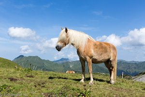 Haflinger auf der Hochalp