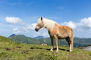 Haflinger auf der Hochalp