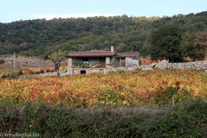 Weingut in der Barbagia