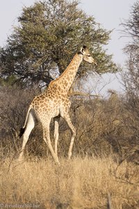 Giraffe in Südafrika