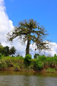 Großer Baum am Río San Carlos