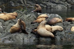 Seelöwen beim Whale Watching im Johnstone Strait