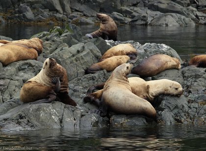 Bootsausflug Johnstone Strait