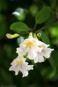Blüten auf den Tobago Cays