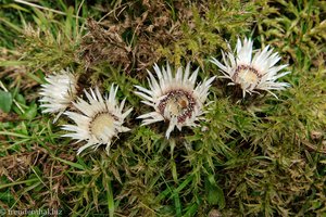 Silberdistel (Carlina acaulis)