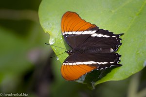 Siproeta epaphus - Schmetterling im Quindío Botanical Garden