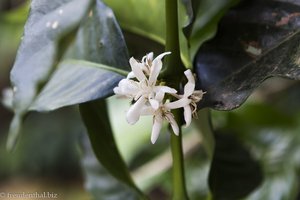 Blüte vom Kaffeestrauch bei der Finca El Ocaso in Kolumbien.