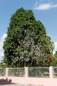 großer Mangobaum beim Tempel