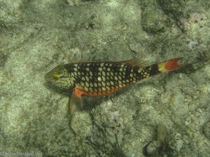 Noch so ein Fisch beim Angel Reef