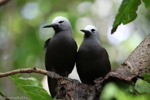 Noddi-Pärchen (Anous stolidus) auf Cousin