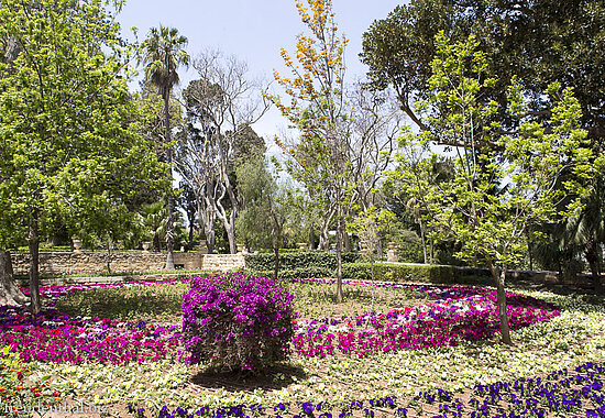 Bunte Blumen im San Anton Garden