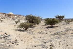 Weihrauchbäume beim Wadi Dawkah | Oman