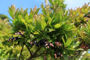 Heidelbeerbaum (Vaccinium cylindraceum)