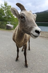 Bergziege, Mountain Goat im Banff National Park