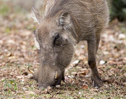 Südafrika | Rundreise mit Kruger Nationalpark