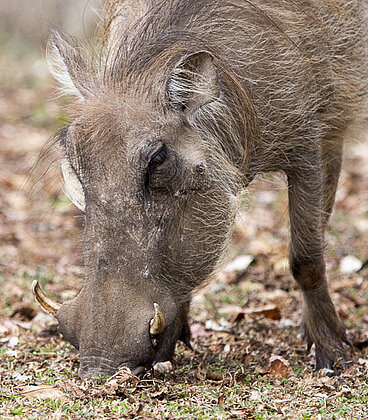 Rundreise durch Südafrika