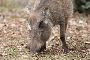ein Warzenschwein oder auch Vlakvark in Südafrika