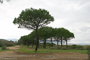 Pinienwald am Strand vom Capo Ferrato