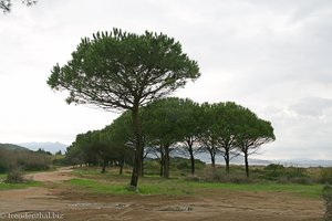 Pinienwald am Strand vom Capo Ferrato