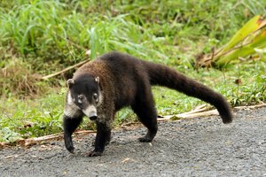 ein einzelner Nasenbär