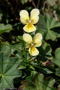 Gelbes Alpen-Stiefmütterchen (Viola lutea)
