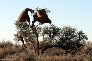 Kameldornakazie mit zwei Webervogelnester