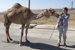 Anne bringt dem Dromedar Kräuter vom Nabi Ayub - Hiobs Grabmal