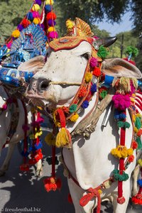 geschmückter Ochse beim Novizenfest in Mandalay