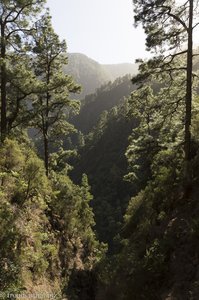 Kiefern und Lorbeerwald von Los Tilos