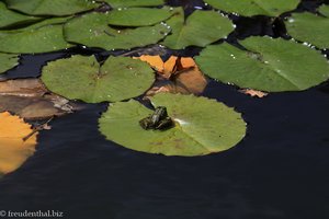 Frosch auf einem Lotusblatt