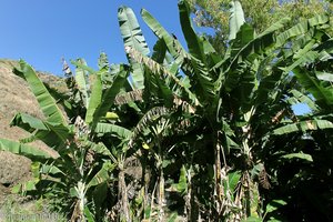 Bananenplantage