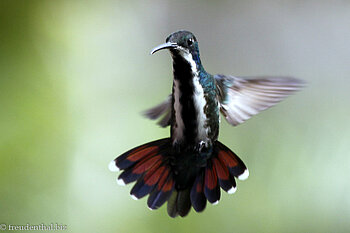 Schwarzbrust-Kolibri, Black-throated Mango (Anthracothorax nigricollis)