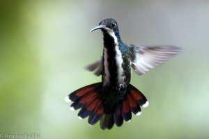 Schwarzbrust-Kolibri, Black-throated Mango (Anthracothorax nigricollis)