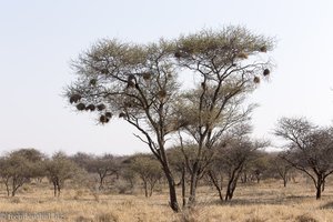 auf Safari in Südafrika