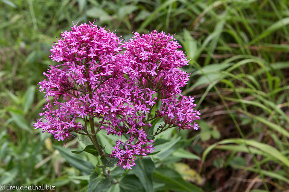 Spornblume entlang der Levada Nova auf Madeira
