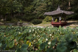 Lotusteich im Biwon des Changdeokgung