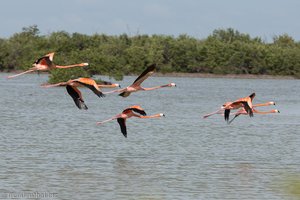 Flamingos in der Laguna de las Salinas