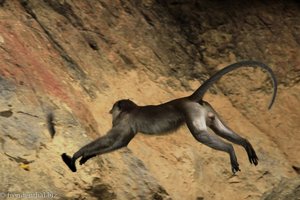 Langschwanz-Makake beim Affenfelsen am Sok