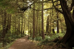 im Wald auf dem South Beach Trail