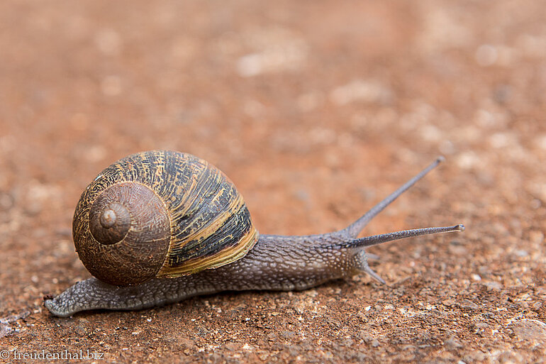 Schnecke auf dem Weg