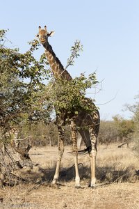 Giraffe am Shingwedzi River