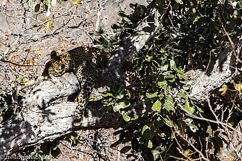 der Leopard schläft noch ...