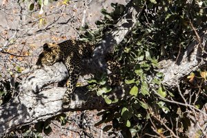 der Leopard schläft noch ...